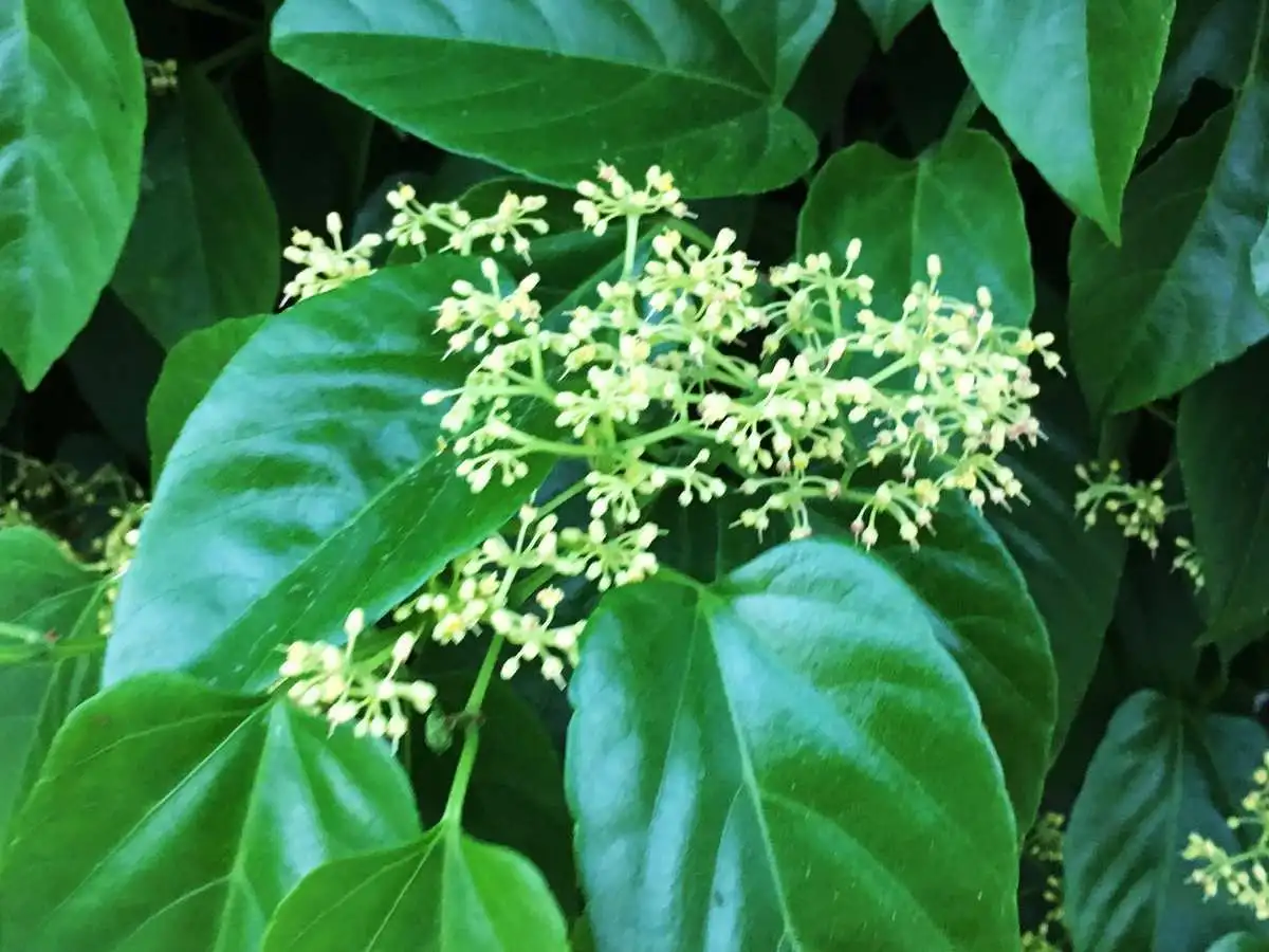 product-1-1 product-1-1