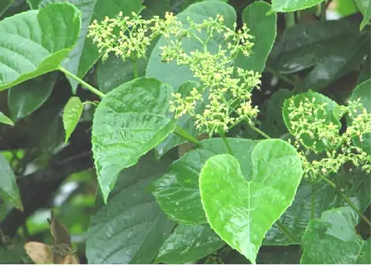 product-1-1 product-1-1