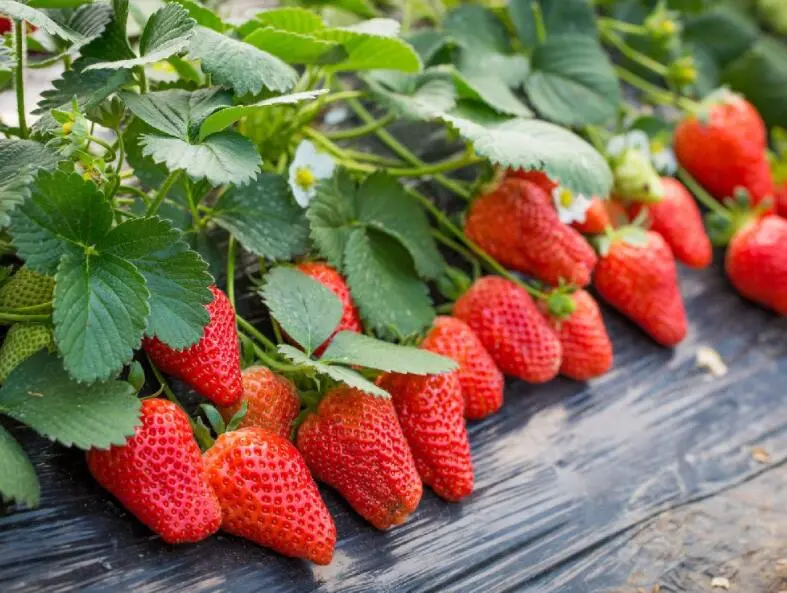 product-1-1 product-1-1